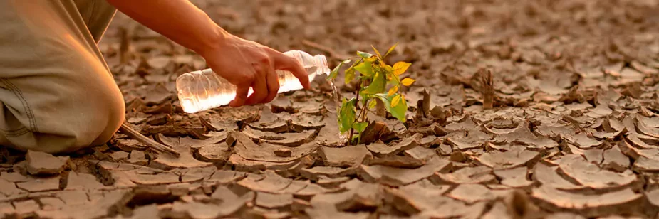 pessoa colocando água em planta em solo seco