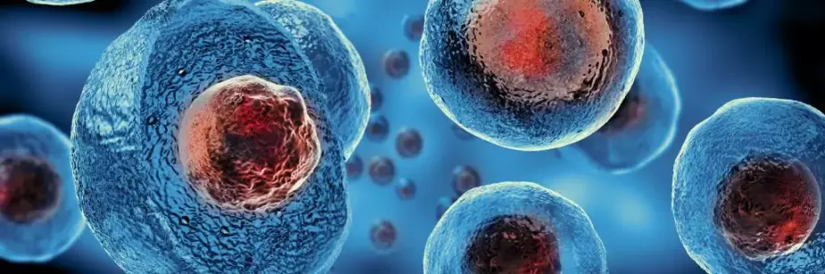 célula e seu núcleo