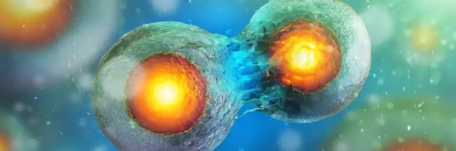 célula sendo dividida